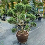 Borovica horská (Pinus Mugo) ´COLUMNARIS´ - výška 100-120 cm, kont. C70L - BONSAJ  (-25°C)